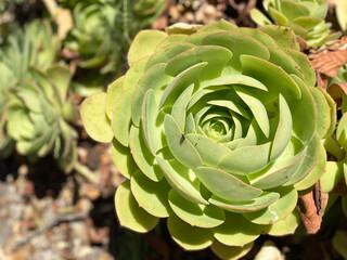 Close up view of Aeonium succulent plants. Natural background, sunny day, cactus garden