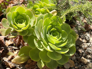 Close up view of Aeonium succulent plants. Natural background, sunny day, cactus garden