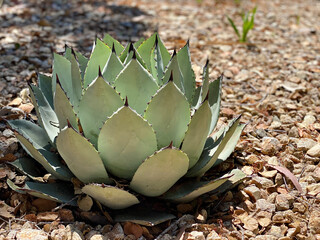 Agave Parryi Truncata plant Artichoke Agave on a yellow background. Sunny day. Botanical garden. California, USA