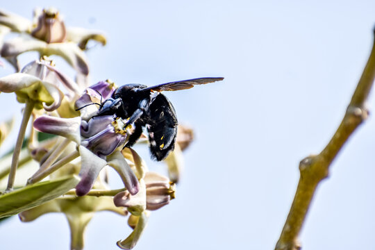 close view of Bumble Bee or carpenter bee or Xylocopa valgaon on  Calotropis procera or Apple of Sodom flowers. Perched On Flower Stock Photos & Bumble Bee Perched On
