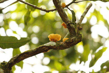 orange mushroom on a tree 