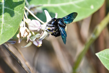 close view of Bumble Bee or carpenter bee or Xylocopa valgaon on  Calotropis procera or Apple of Sodom flowers. Perched On Flower Stock Photos & Bumble Bee Perched On
