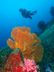 Sea fan, soft corals and diver © Mayumi.K.Photography