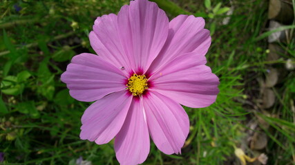 Wunderschöne Schmuckkörbchen auch Fiederblättrige Schmuckblumen oder Kosmeen (Cosmos bipinnatus, Cosmea bipinnata, Bidens formosa, Coreopsis formosa) in pinken, rosanen und lilanen Farbtönen