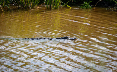 American Alligator swimming in wetland canal at Savanah wildlife refuge in Georiga.