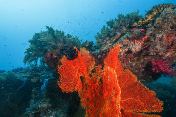 A gorgonian fan and various soft corals © Mayumi.K.Photography
