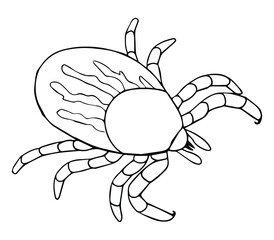 Dog Tick Line Drawing - Vector Illustration