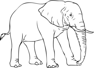 Elephant Illustration