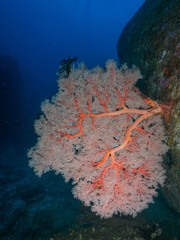 Knotted fan coral in the tropical sea © Mayumi.K.Photography