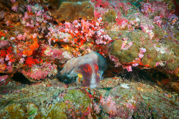 Reef octopus lurking under the coral © Mayumi.K.Photography