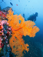 Fototapeta premium Sea fan, soft corals and diver