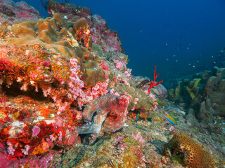 Naklejka na ściany i meble Reef octopus lurking under the coral