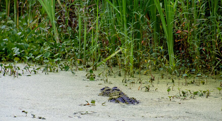 American Alligator swimming in mossy pond at Harris Neck Wildlife Refuge in Georgia.