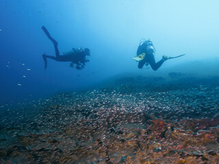 Diving above healthy hard corals and school of fish © Mayumi.K.Photography