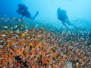 Diving above healthy hard corals and school of fish
