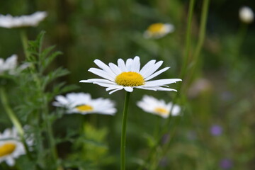 Traumhaft schöne Margeriten auf Wiesen und Beeten