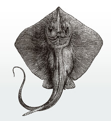 Common stingray, dasyatis pastinaca in underside view after an antique illustration from the 19th century