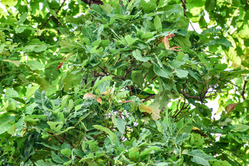 Schleichera tree or kusum tree greenery leaf awesome view in sunny day with a Alexandrine parrot sitting under tree. 
