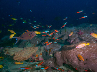 Fusiliers in the coral reef © Mayumi.K.Photography