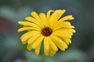 Ringelblumen und Kornblumen im Beet