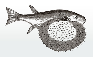 Inflated Oceanic puffer, lagocephalus, native to tropical oceans in side view after an antique illustration from the 19th century © M