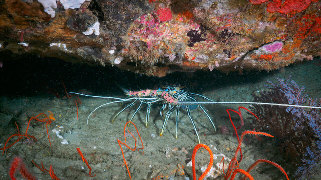 Painted spiny lobster under the rock