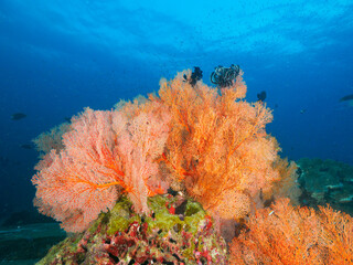 Knotted fan coral in the tropical sea © Mayumi.K.Photography