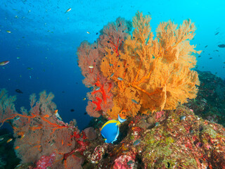 Knotted fan coral in the tropical sea © Mayumi.K.Photography