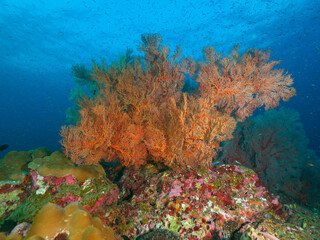 Knotted fan coral in the tropical sea