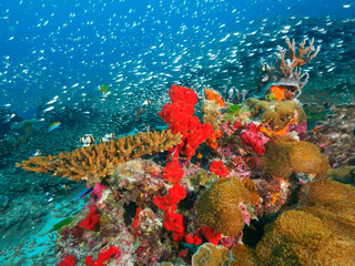 Hard and soft coral formation with school of Glassfish