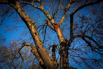 Obraz premium Dead Tree