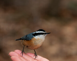 Obraz premium Nuthatch Red-breasted Bird Stock Photos. Nuthatch Red-breasted Nuthatch bird perched with bokeh background.