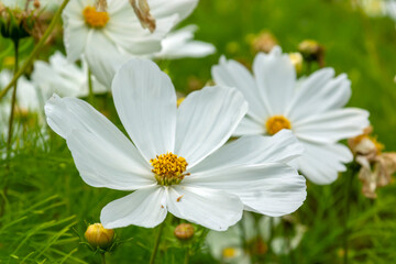 Obraz premium white flowers And cosmea buds on a green background