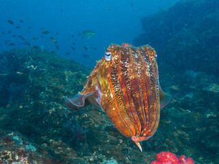 Pharaoh cuttlefish at the coral reef © Mayumi.K.Photography