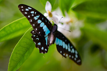 butterfly on flower