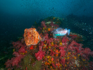 Fototapeta na wymiar Pharaoh cuttlefish mating at the coral bommie