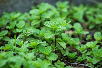 Mint Background green leaves.Herb leaves in Garden.