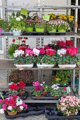 Fototapeta na wymiar Plants Shelf Florist