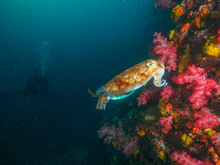 Pharaoh cuttlefish mating at the coral bommie © Mayumi.K.Photography