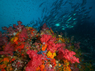Naklejka na ściany i meble Vivid color soft corals and school of fish