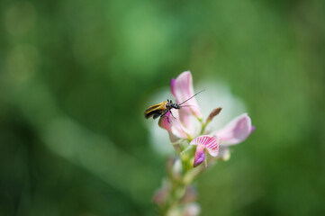 Fototapeta premium Insect