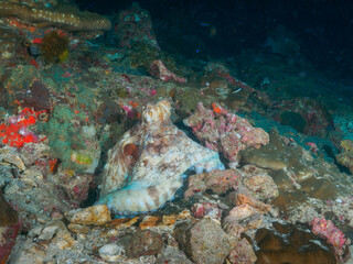 Reef octopus lurking under the coral © Mayumi.K.Photography