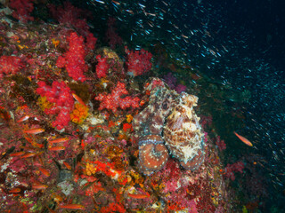 Naklejka na ściany i meble Reef octopus in the coral reef
