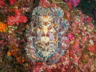 Reef octopus in the coral reef © Mayumi.K.Photography
