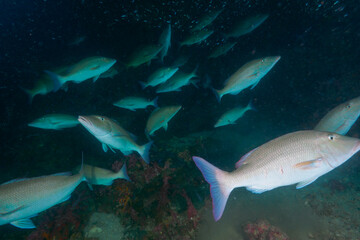 A school of Longnosed emperor hunting at the coral reef