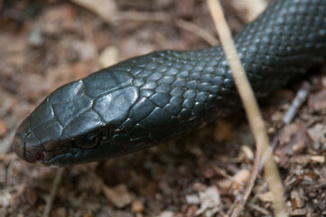 close up of a snake