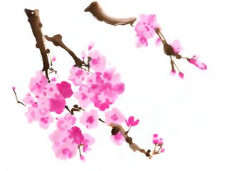 Naklejka premium Two branch of blooming sakura pink