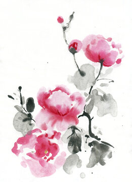 Beautiful watercolor peony on white background