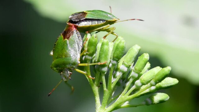 Common Green Shieldbug in copulation. Their Latin name is Palomena prasina.