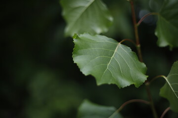 Liść zielony na drzewie latem